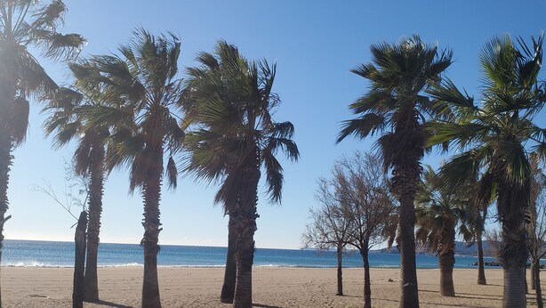 A beach with palm trees and a clear view of the ocean. - Port-Fréjus, Cesaree Borghèse, 2/3 rooms 52m2, 4 beds, swimming pool, air-conditioned, parking, close access to the beach, large balcony for a pleasant stay in the sun, relaxation and leisure (Fréjus)