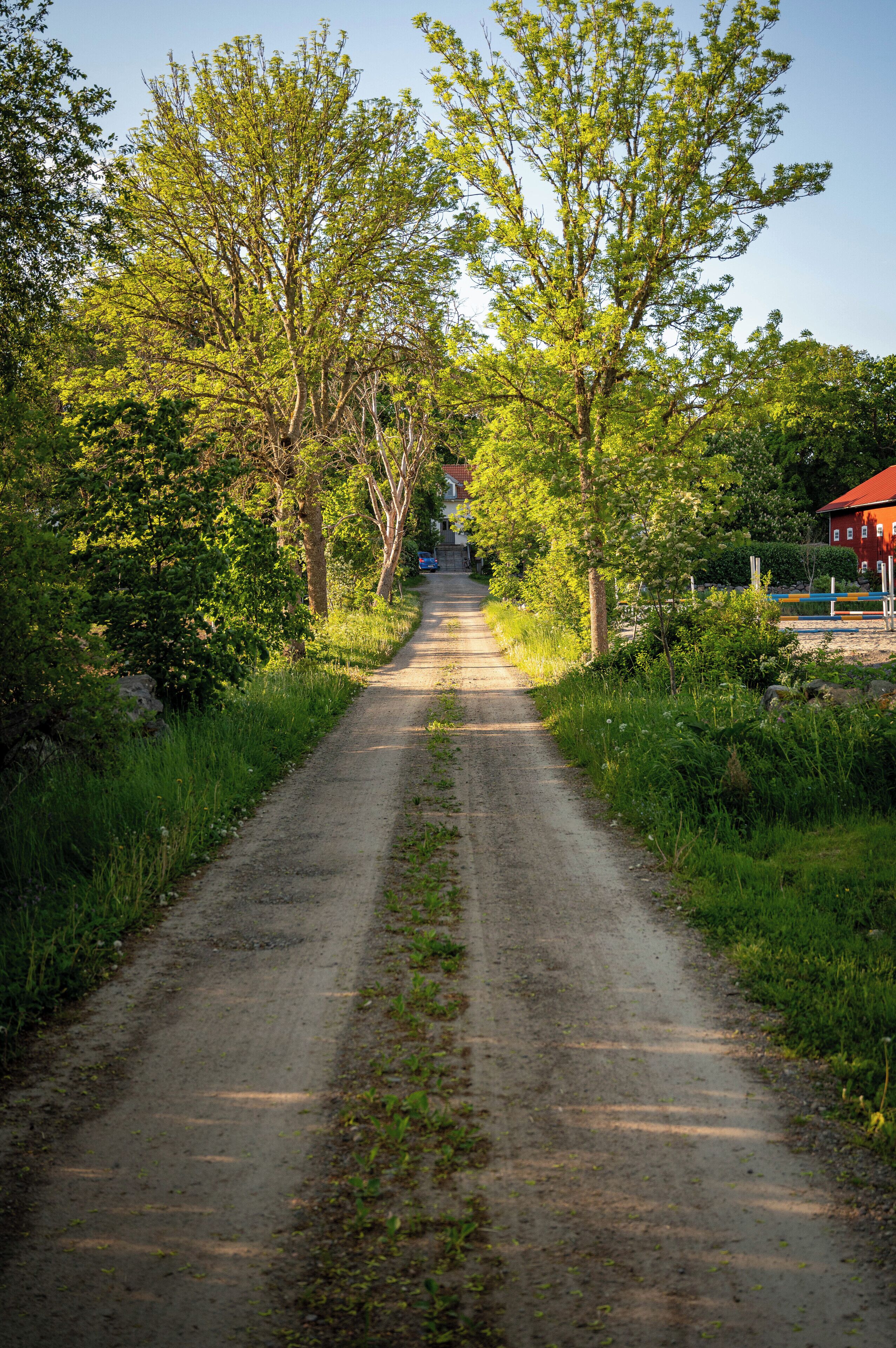 A rural dirt road flanked by trees and greenery, leading to a red building.