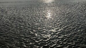 Una playa con un mar tranquilo y un cielo despejado.