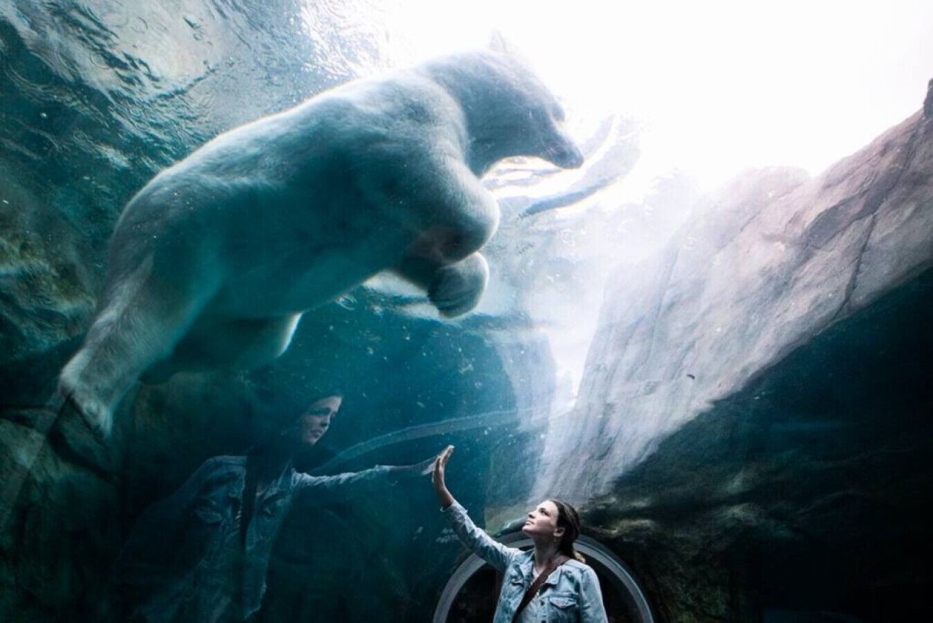 Un grand ours dans un aquarium, et une personne qui tend la main vers lui.
