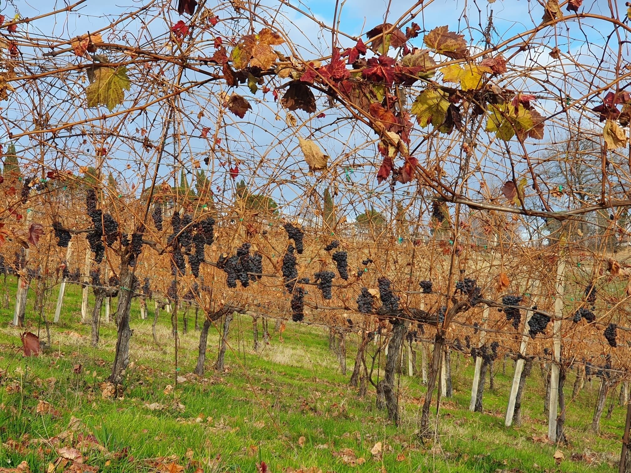 Un vignoble où les rangs de vignes sont soutenus par des piquets en bois.
