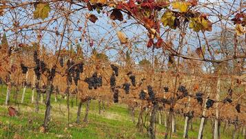 Un vignoble où les rangs de vignes sont soutenus par des piquets en bois.