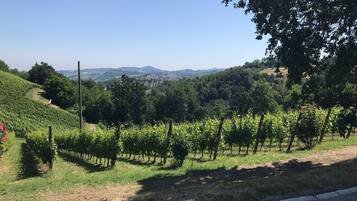 A vineyard with rows of grapevines, a dirt path, and a clear blue sky.