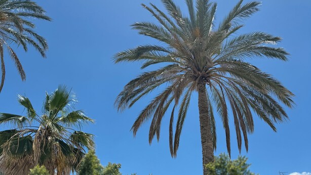 A palm tree with a clear blue sky and a bright sun in the background. - Simple Hotel Hersonissos Blue (Hersonissos)