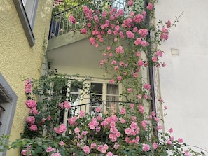 Enjoy the serene view from this balcony with a lush rose bush and a window with a white frame.