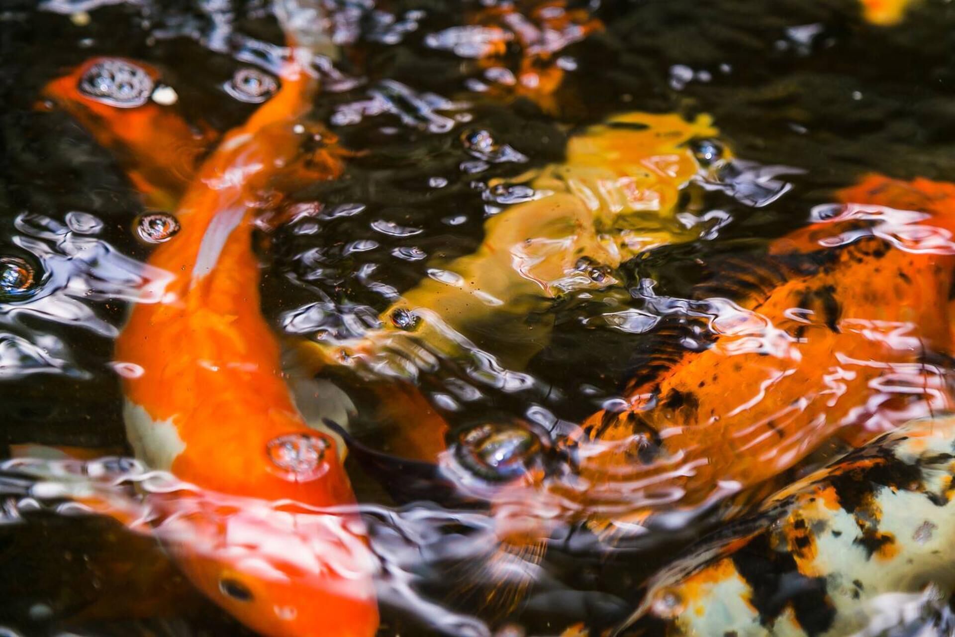 A close-up of colorful koi fish swimming in water.
