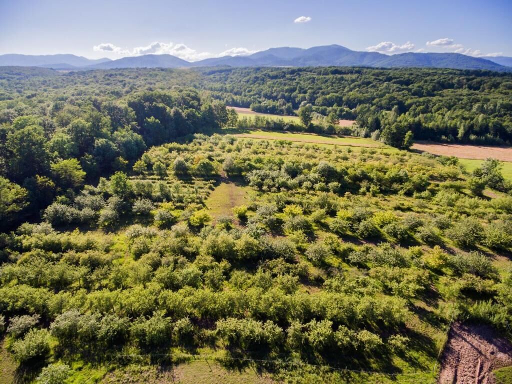 An aerial view of a lush, green landscape with dense vegetation and rolling hills.