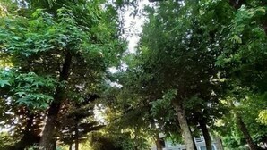 A pathway flanked by trees leading to a building with a blue door. - Casas do Souto (Lousada)