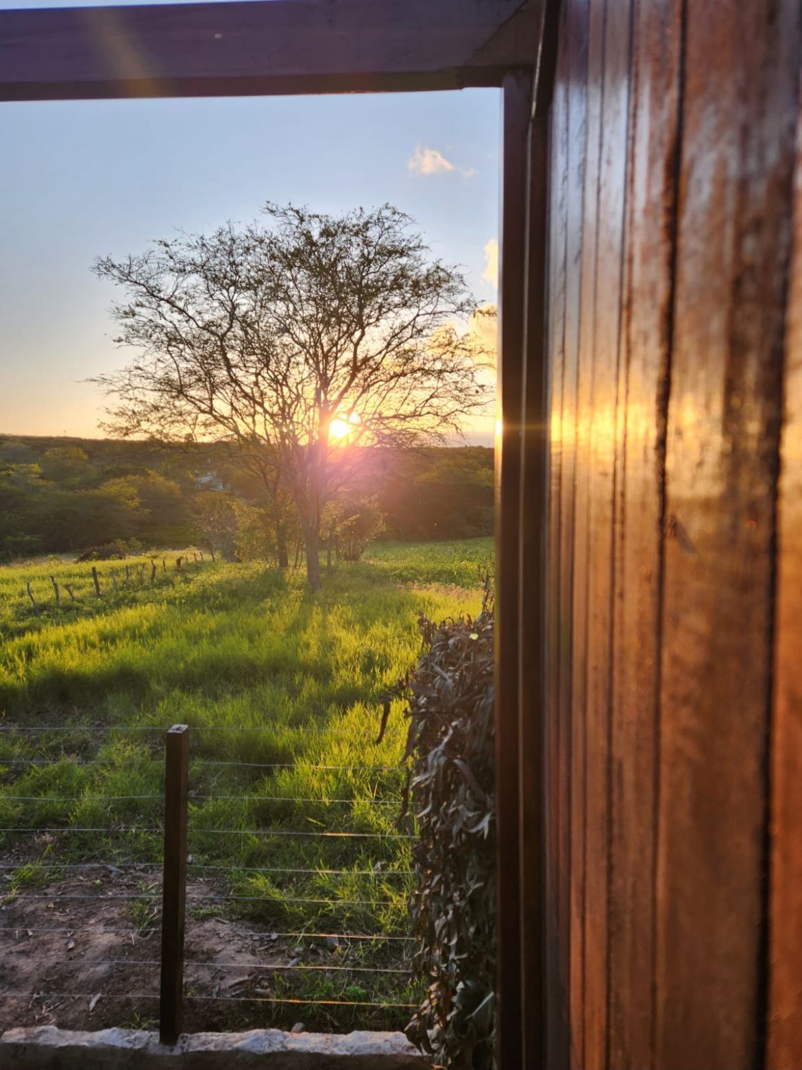 Blick durch ein holzverziertes Fenster auf ein grasbewachsenes Feld mit einem Baum und einem Zaun.