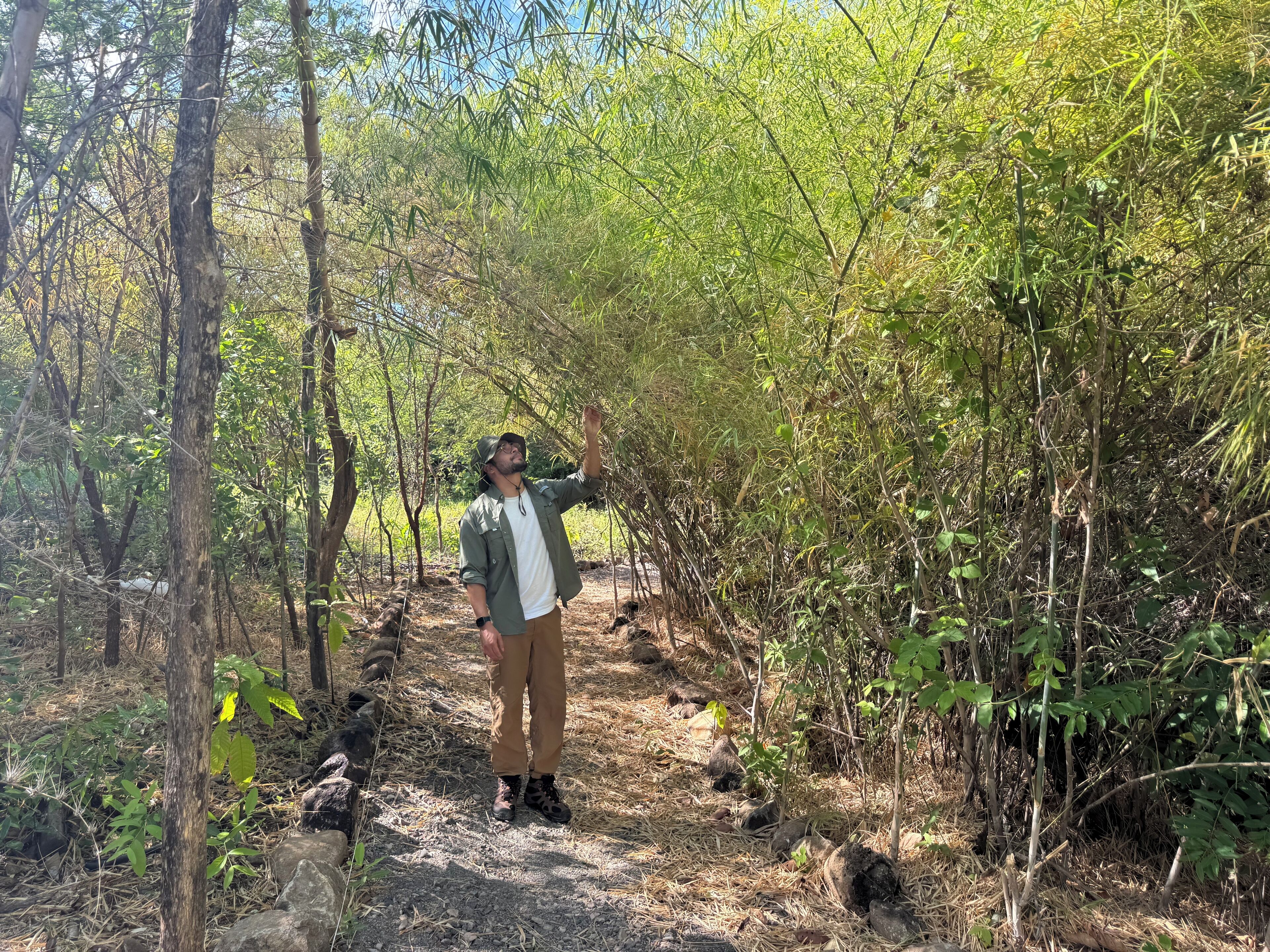 A person standing on a forest path surrounded by dense vegetation and trees.