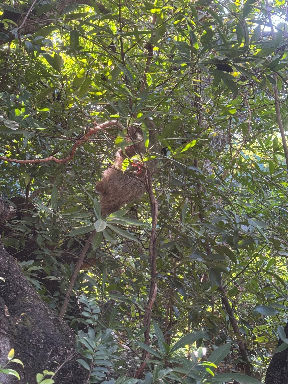 Un bosque denso con un nido colgante en un árbol.