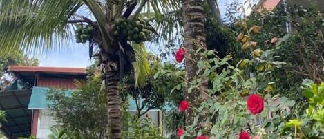 Een tuin met palmstruiken en rode bloemen.
