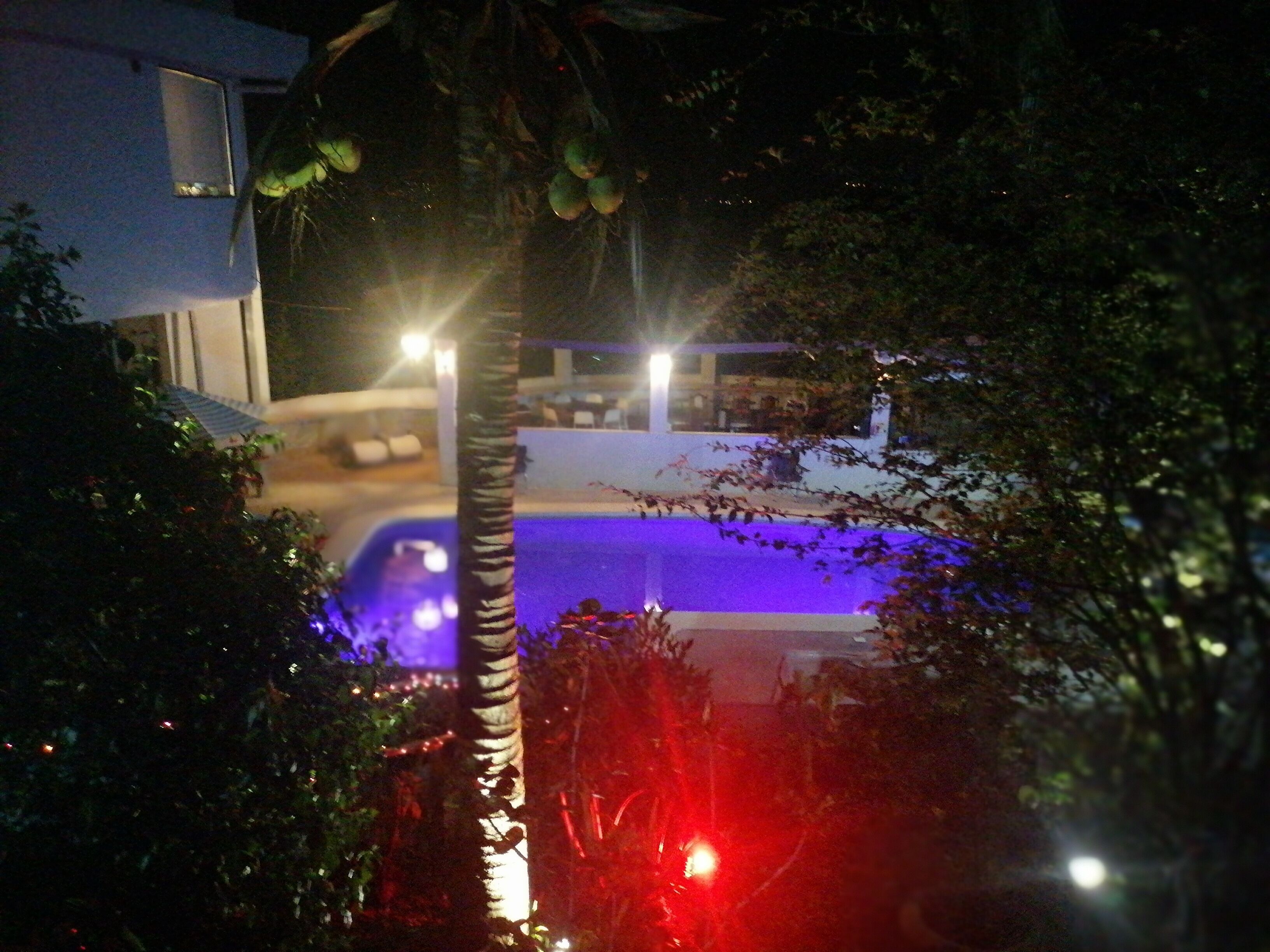 A nighttime view of a swimming pool area with a palm tree and surrounding foliage.