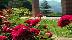A garden with red flowers and a brick structure with a view of mountains.