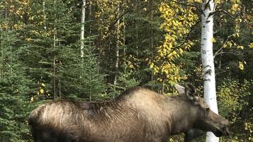 Dusche, Handtücher, Seife, Shampoo