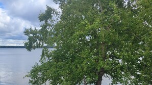 Un árbol junto a un lago, con un sendero de hormigón y una estructura metálica.