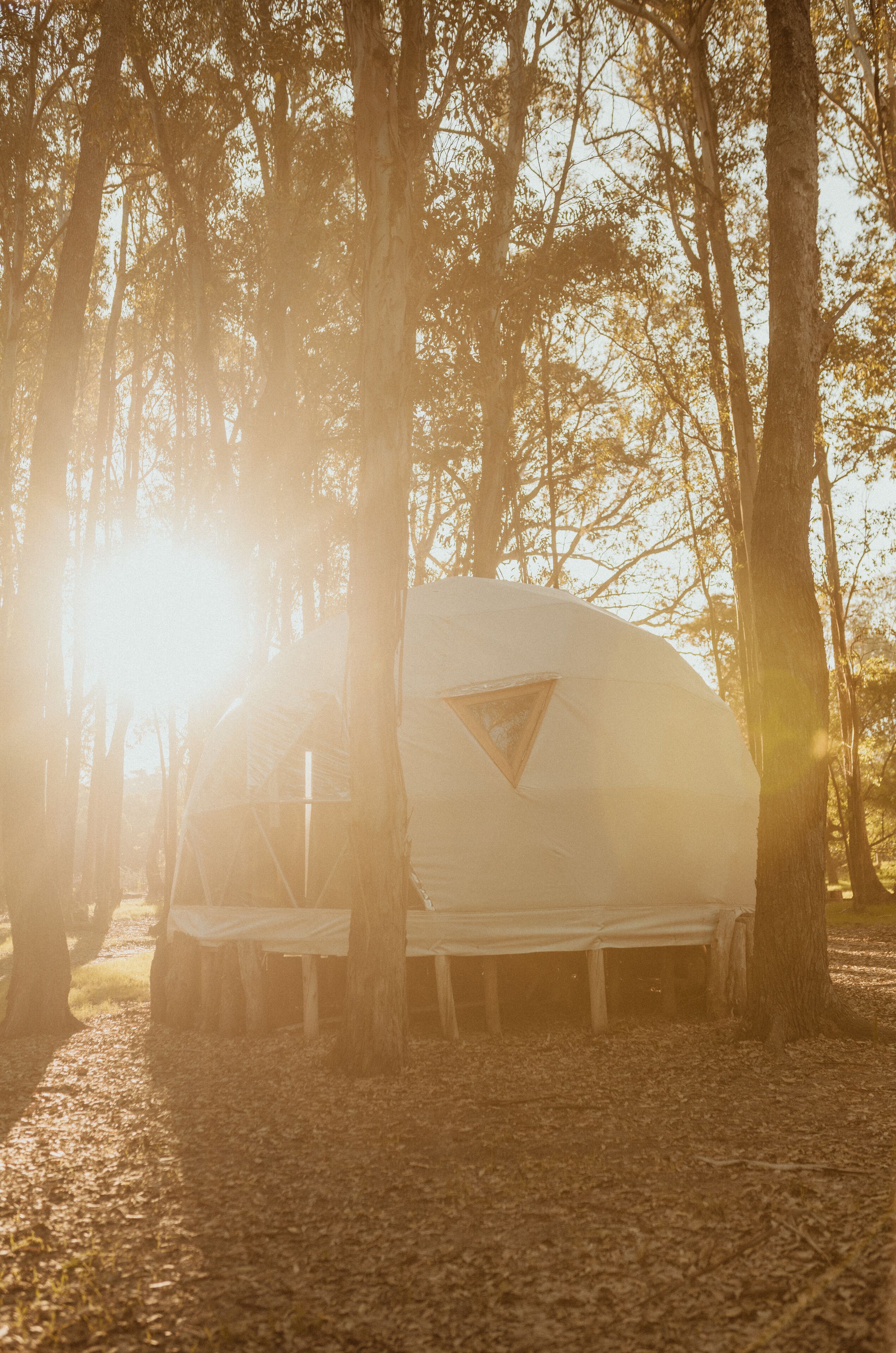 Ein weißer Wohnmobil in einem Wald, durch das Blätterdach scheint die Sonne.
