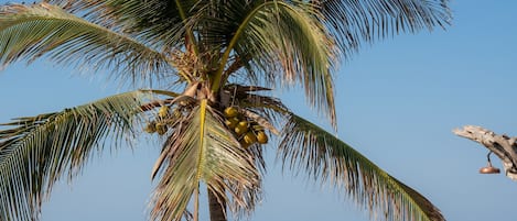Beach bar