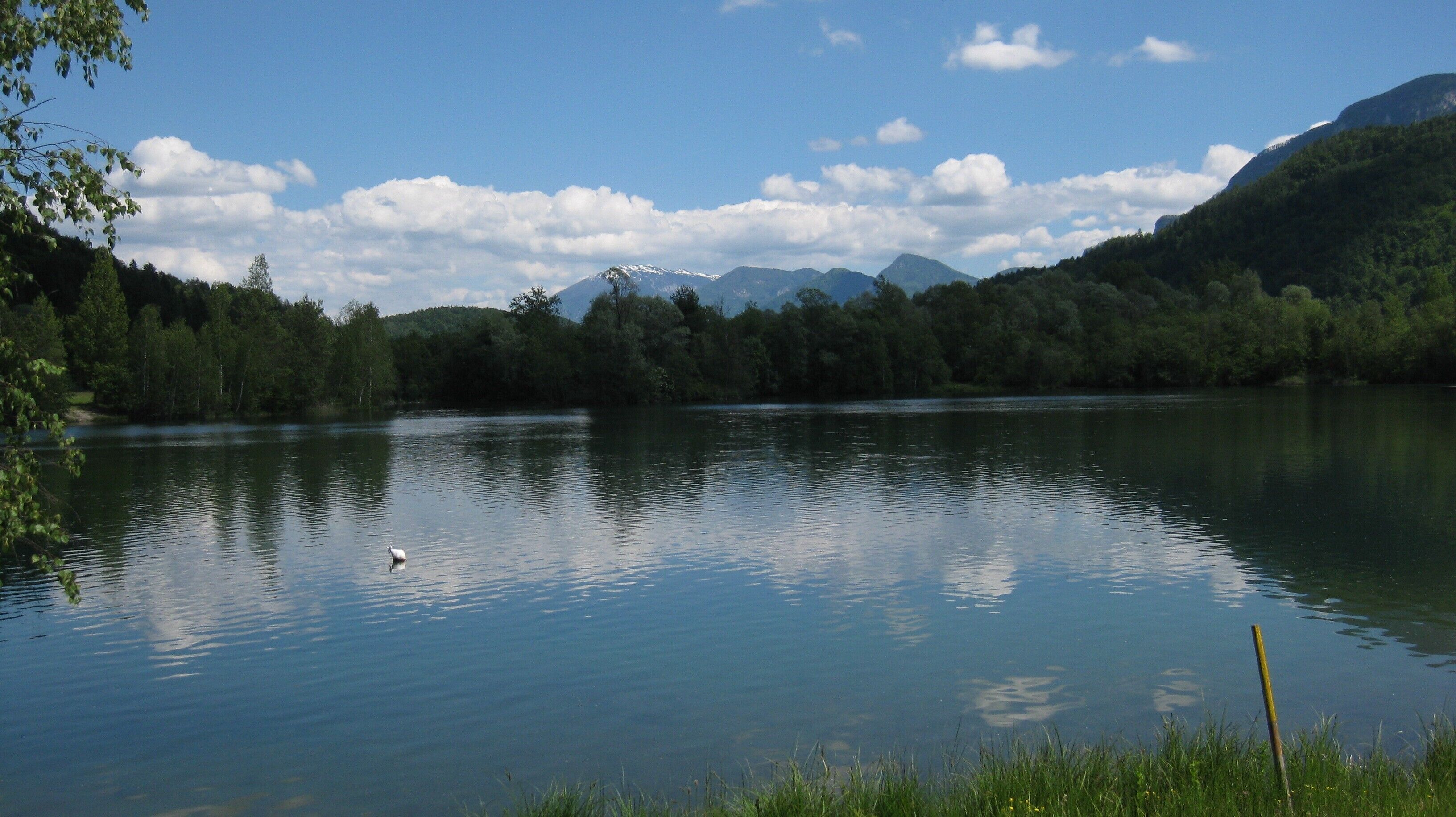 Ein ruhiger See mit einem Schwan, umgeben von dichtem Wald und Bergen.