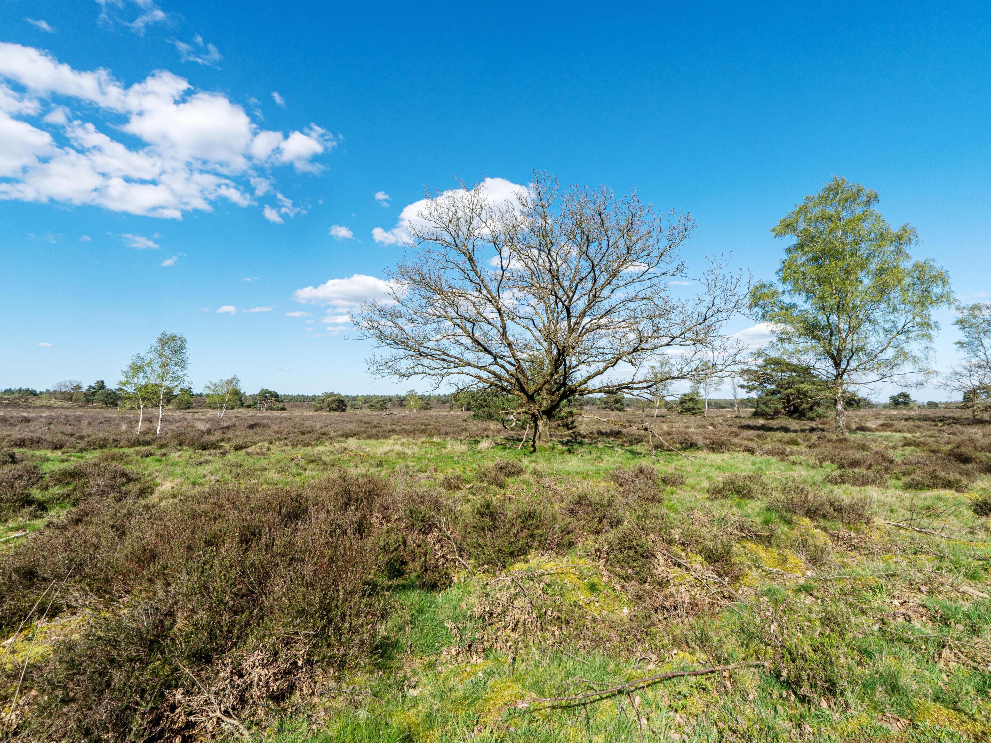 A landscape with a prominent tree in the center, surrounded by open fields and a clear sky.