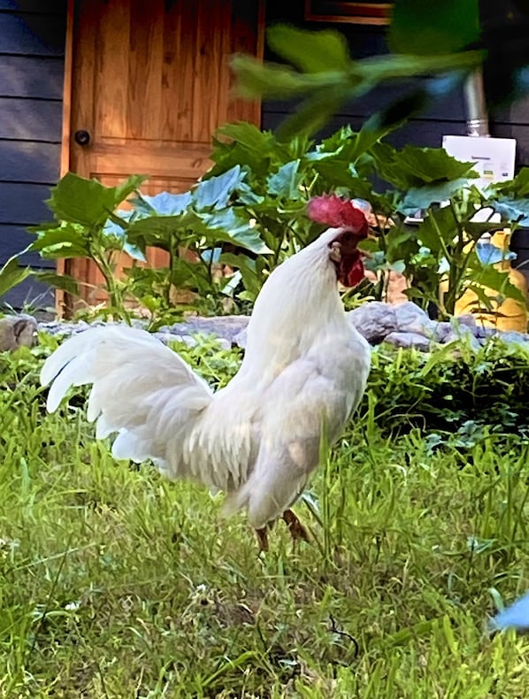 Overnattingsstedets uteområder