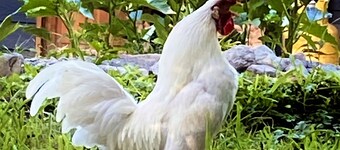 Las Tres Alpinas - Pucón