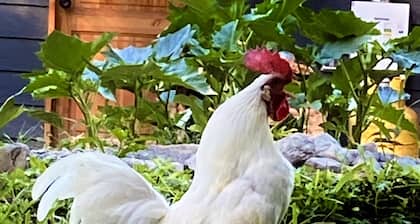 Las Tres Alpinas - Pucón