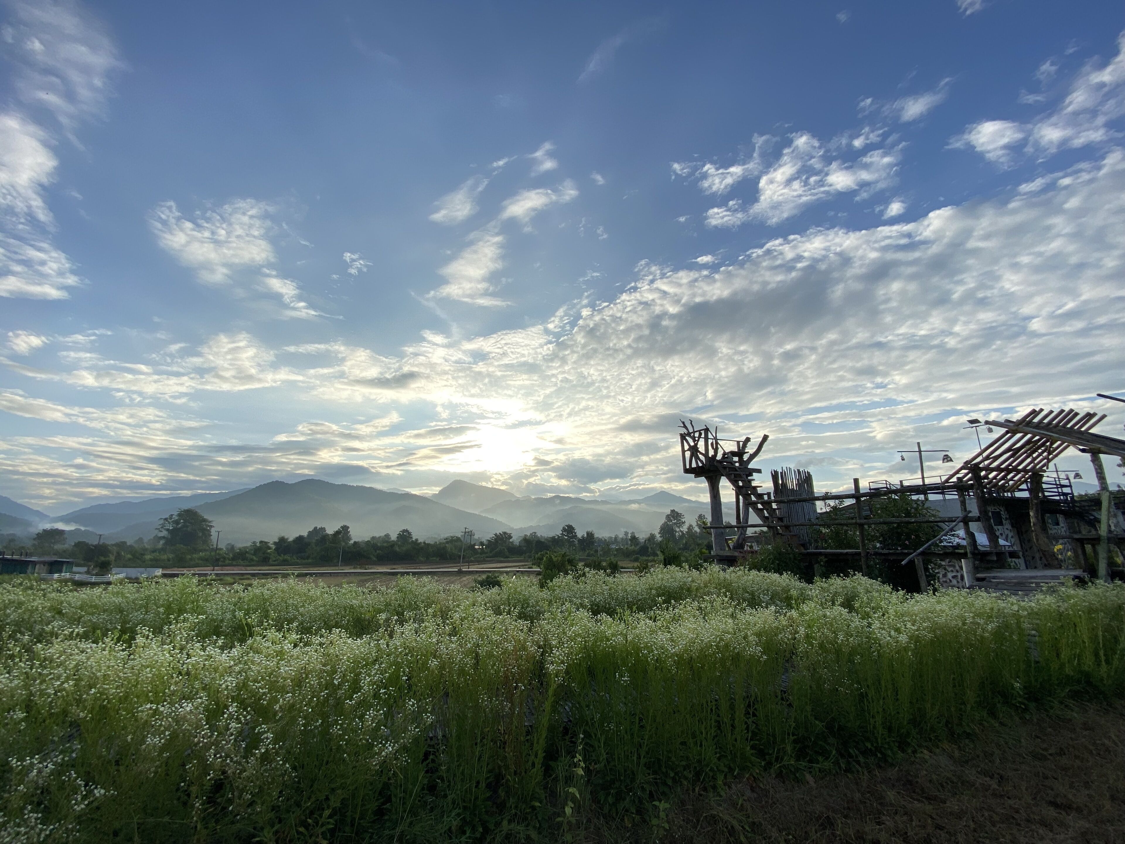 A rural landscape with a field of white flowers, a wooden structure, and mountains in the background.