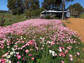 Et mark fyldt med lyserøde og hvide blomster med et hus i baggrunden.
