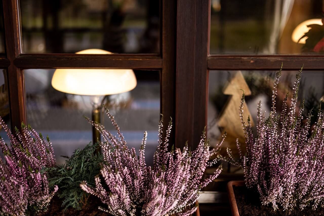 Una ventana con una lámpara y plantas decorativas.