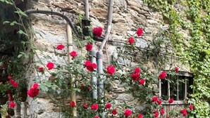 Un mur de pierre sur lequel est apposée une plaque portant l’inscription « Ponte della Valle », et où poussent des fleurs rouges.