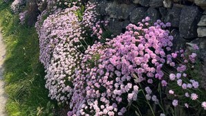 Paisaje costero con un muro de piedra y flores rosadas en primer plano, que conduce a una playa y al océano en el fondo.
