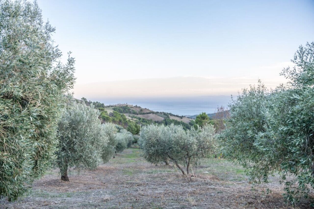 Ein Olivenhain mit Blick auf das Meer im Hintergrund.