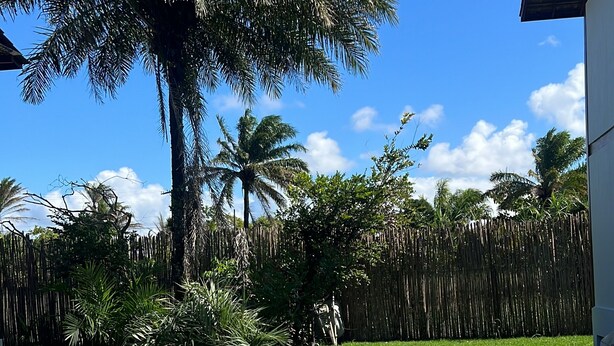 Piscina con cubierta de madera al frente, rodeada de abundante vegetación y una cerca de bambú.
