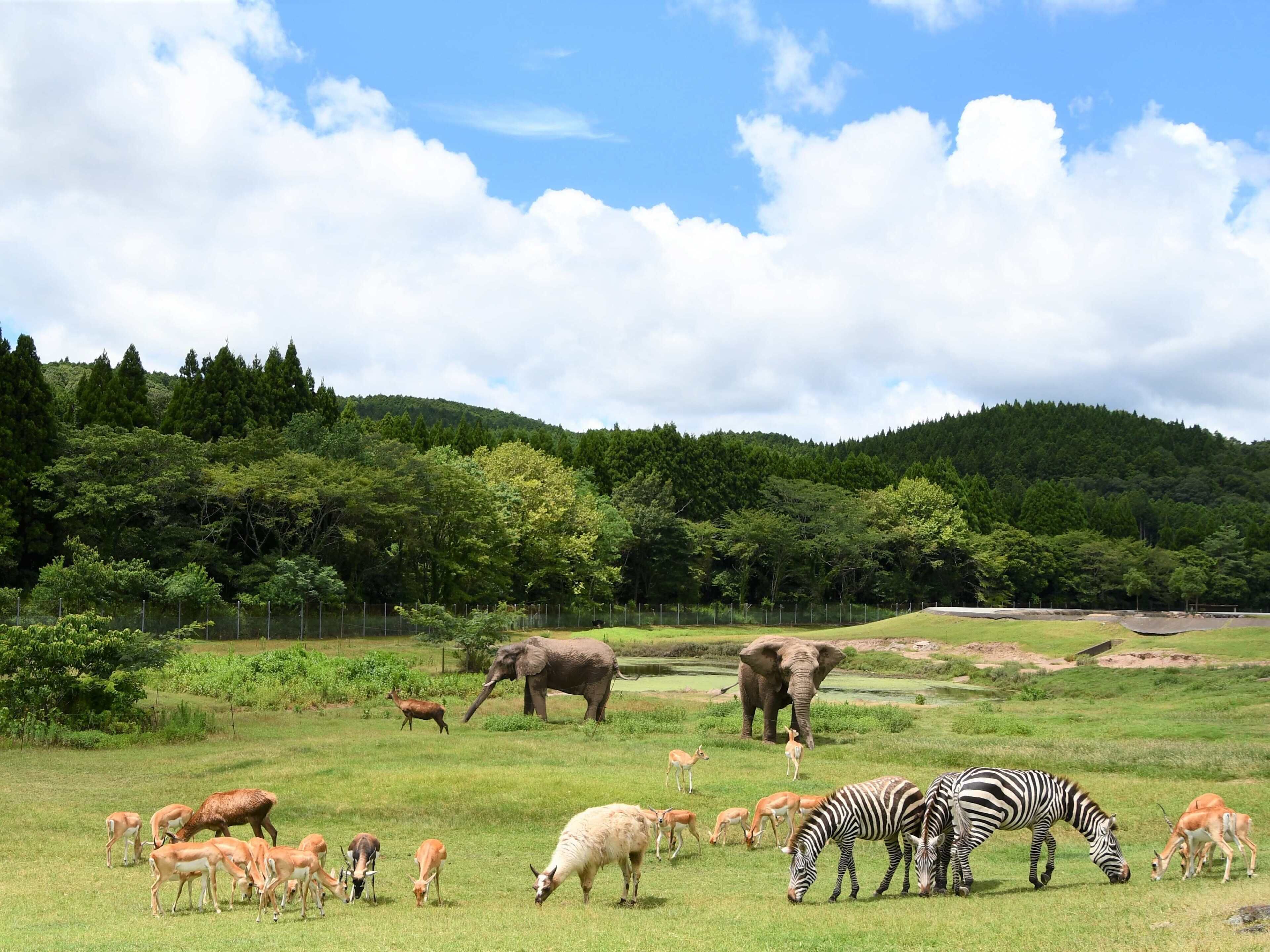 A grassy field with various animals including zebras, antelopes, and elephants.