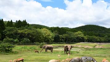 A grassy field with various animals including zebras, antelopes, and elephants.