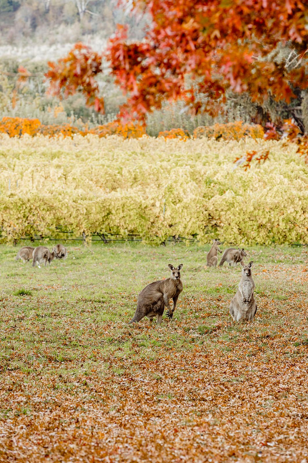 Een veld met kangaroes en herfstkleurige bladeren.