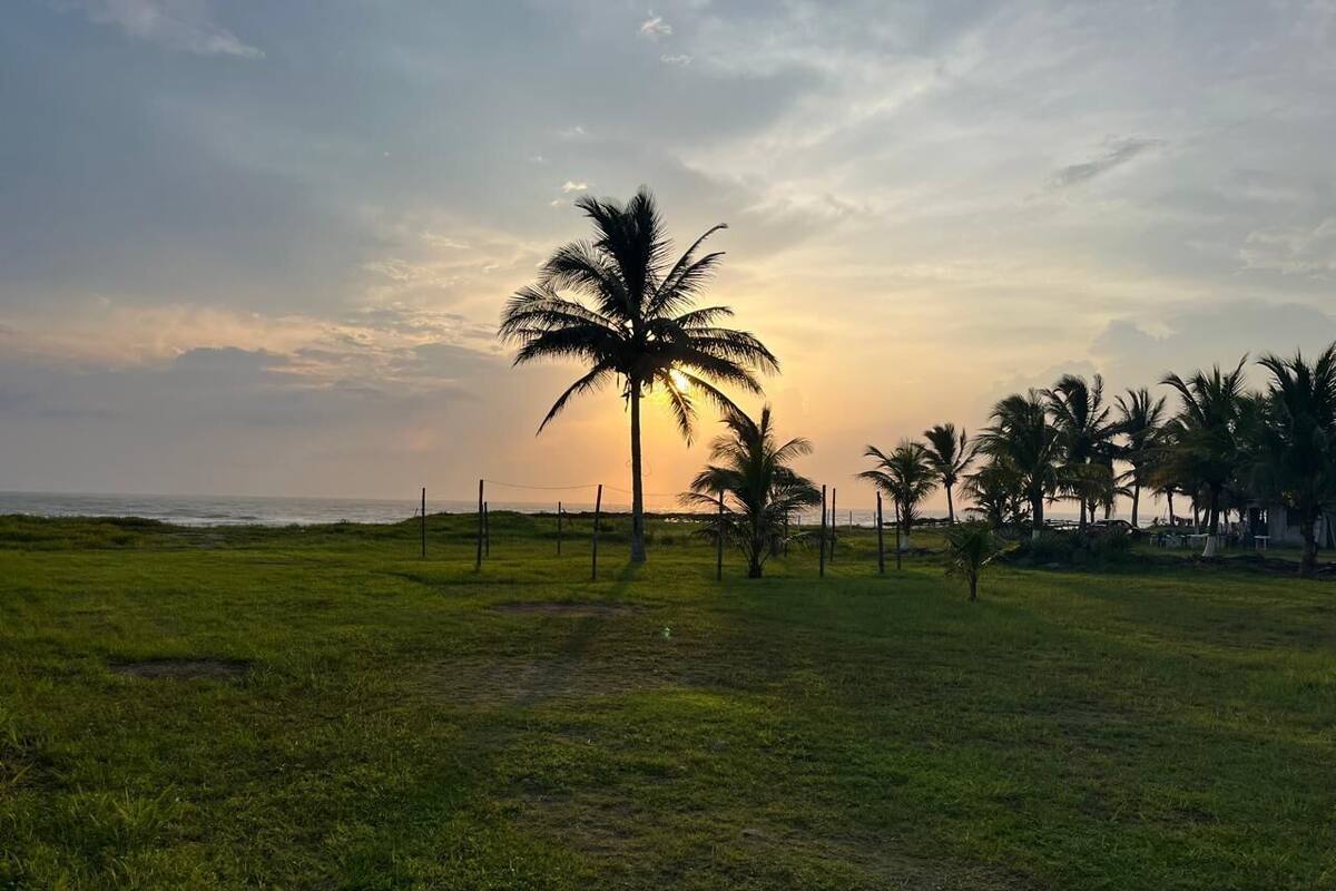 A grassy field with a prominent palm tree and a fence in the foreground, leading to a beach in the background.