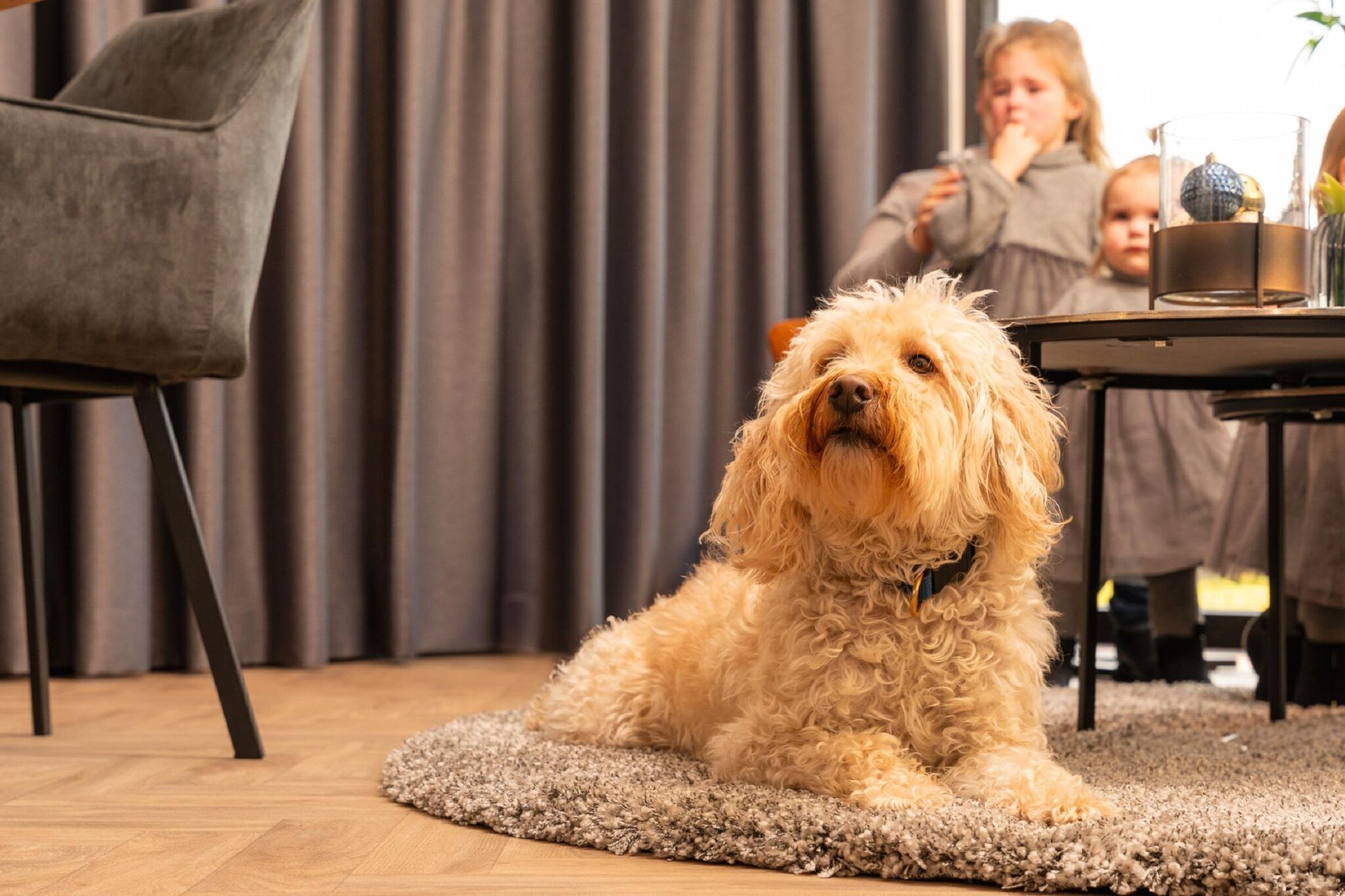 Ein Hund sitzt auf einem Teppich in einem Zimmer mit einem Sessel und einem Tisch mit einer Vase und einem Glas.