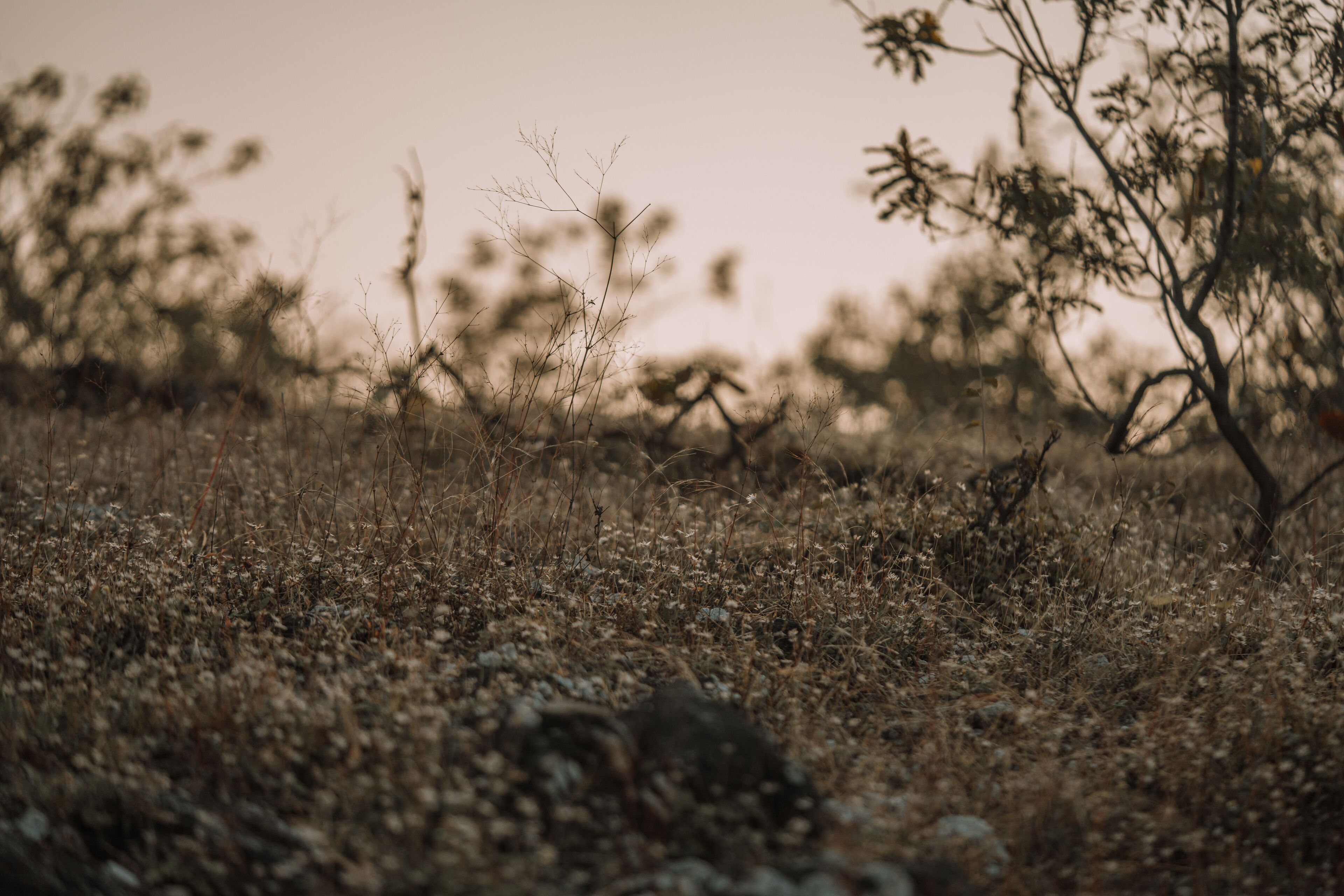 A natural landscape with dry grass and sparse trees.
