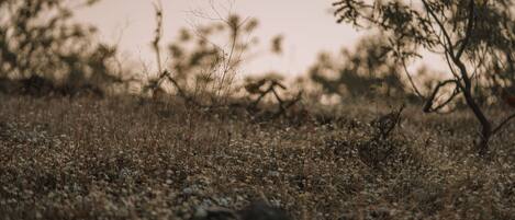 A natural landscape with dry grass and sparse trees.