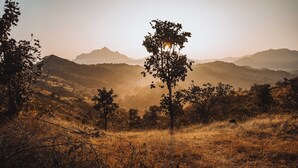 Un paysage avec un arbre imposant au premier plan, un arrière-plan vallonné et un ciel dégagé.