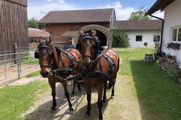 Jake und Teo vor der Kutsche bei uns im Hof