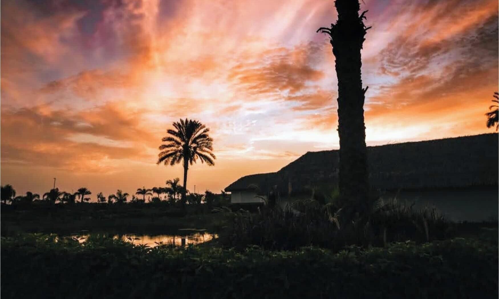 A sunset over a landscape with palm trees and a body of water.