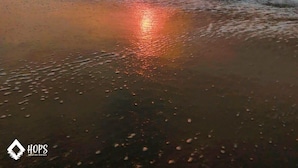 Une plage au coucher du soleil, avec des vagues qui se rapprochent du rivage.