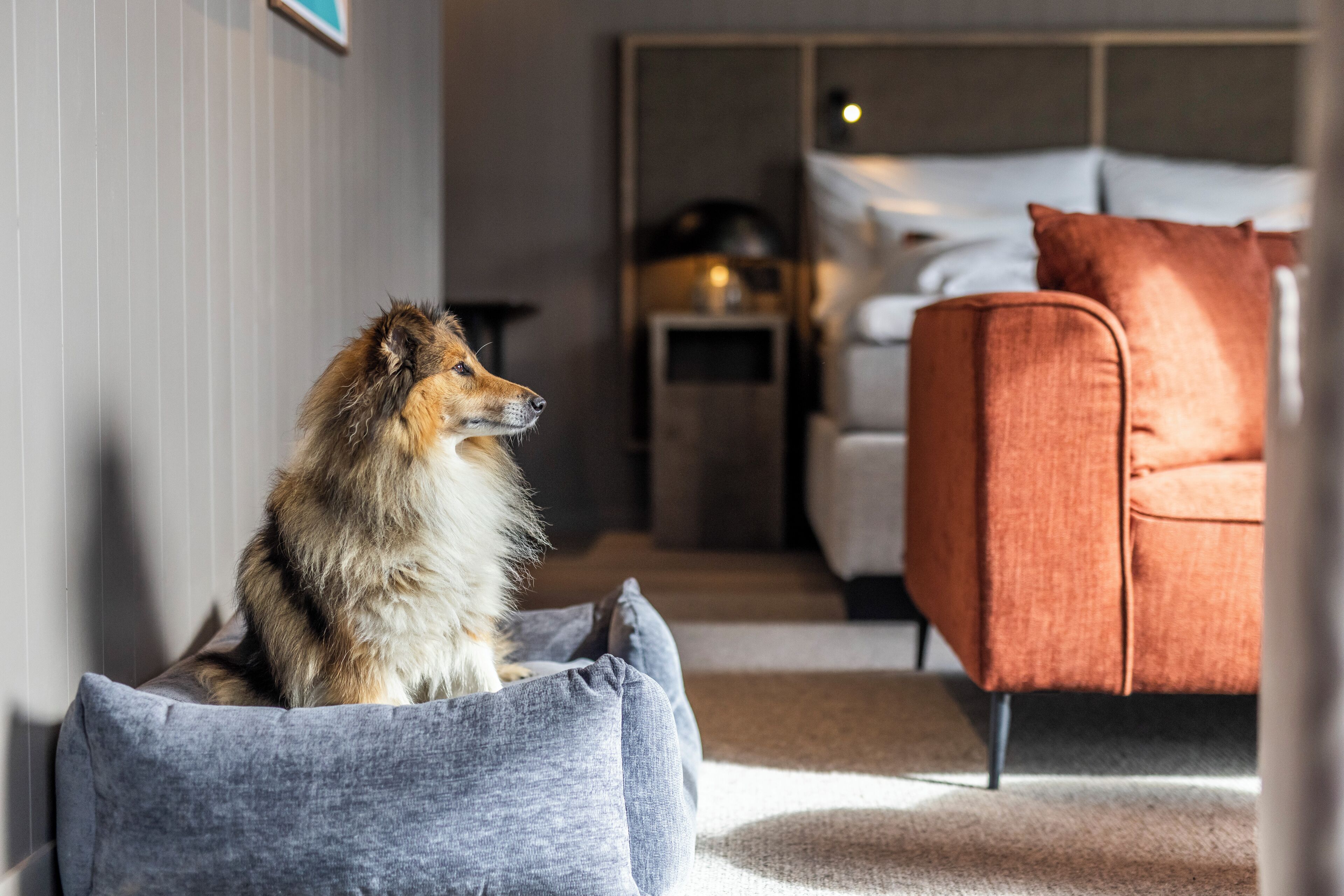 Ein Hund sitzt auf einem grauen Hundebett in einem Zimmer mit einem roten Sofa und einem Bett mit weißer Bettwäsche.