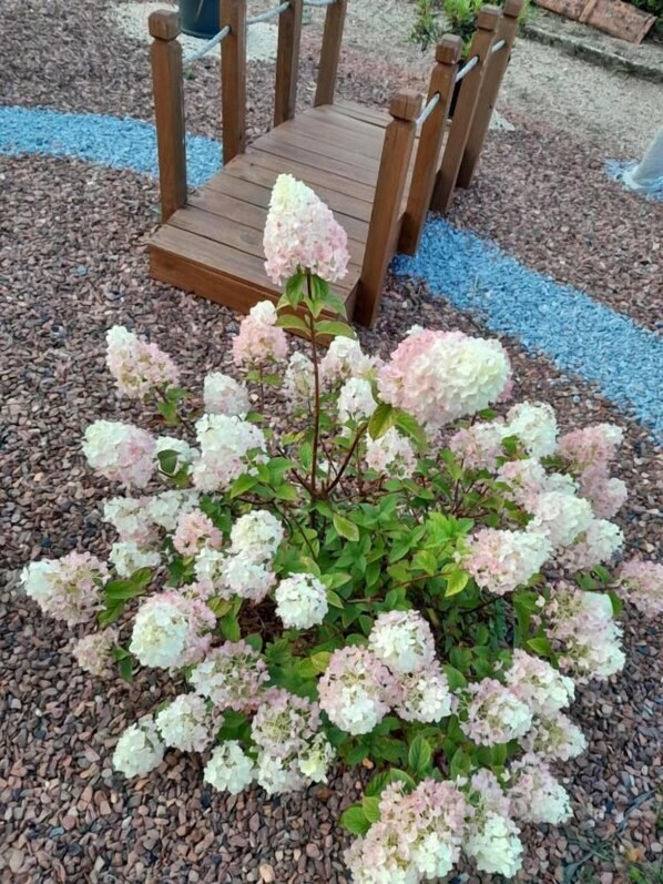 Un jardín con terraza de madera y camino de grava.