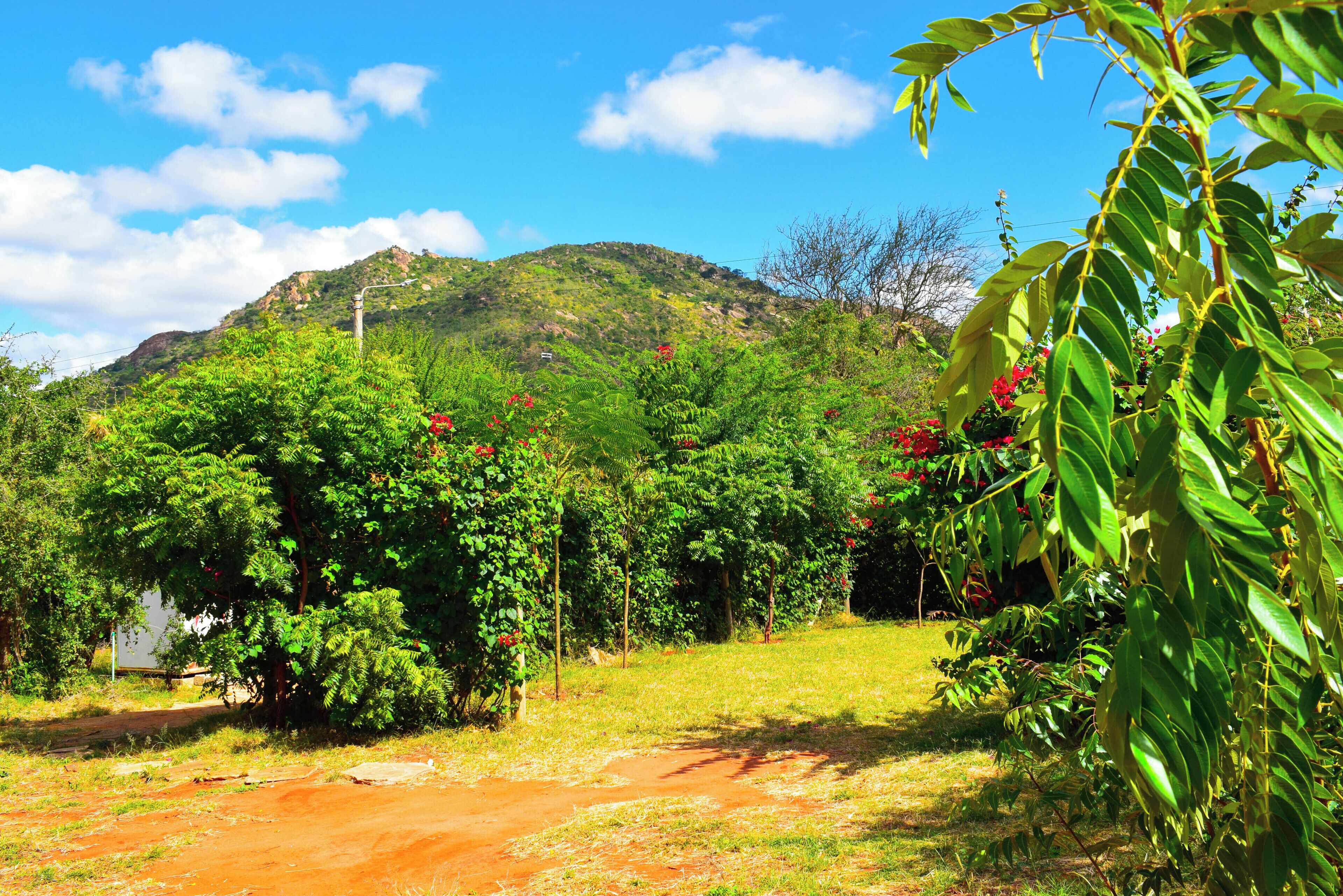 Paisaje rural con un sendero de tierra que lleva a una colina con vegetación densa y flores rojas.
