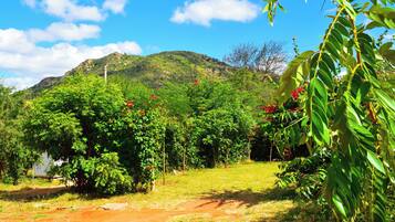 Paisaje rural con un sendero de tierra que lleva a una colina con vegetación densa y flores rojas.