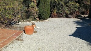 A garden with a gravel path, a tall coniferous tree, and various shrubs. - Beautiful Casa Jade, 3 Bedroom. Private,secluded pool & gardens. Mountain Views  (AN)